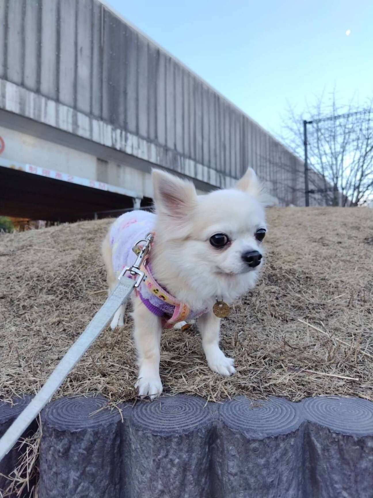 * vintage dog ❀ * ツートーンの可愛い ワンちゃん vintage dog ❀ * 淡いツートーンの可愛い ワンちゃん - メルカリ