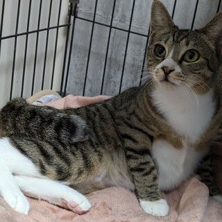 とても大人しくて飼いやすい女の子