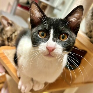 人好きな超甘えん坊♪黒白ハチワレの子猫♡にぎりくん
