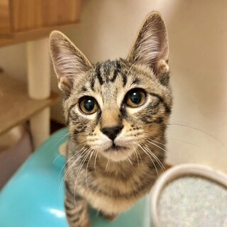 人間も抱っこも大好き♡キジトラの子猫『ちらしくん』