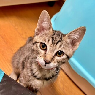 【面談中】活発なイケメン女子♡キジトラ『ちゃきん』