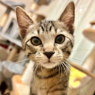 穏やかでお膝大好きなキジトラの子猫『てまりちゃん』