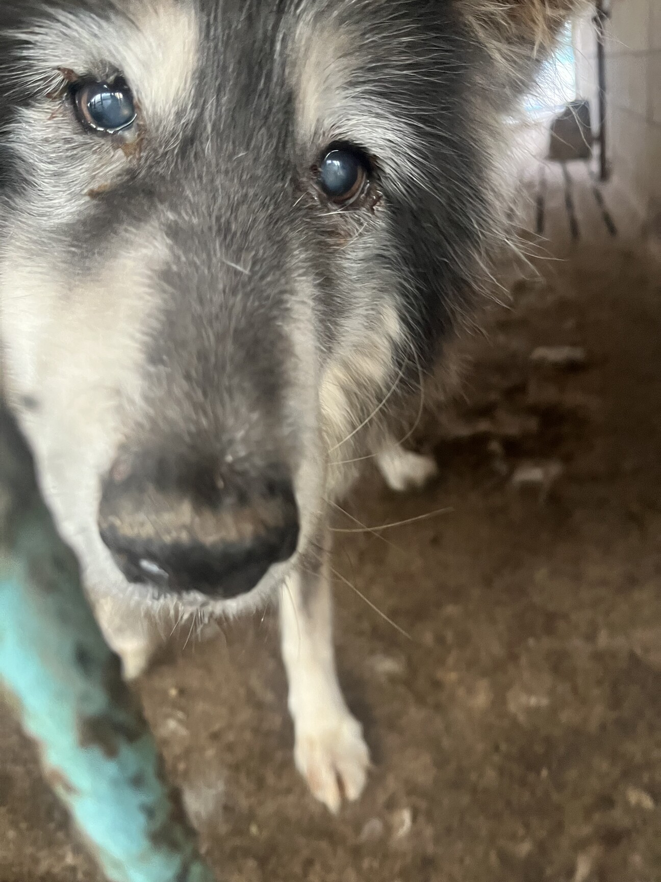 おばあちゃんオオカミ犬」群馬県 - 犬の里親募集(510366) :: ペットの