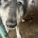 おばあちゃんオオカミ犬