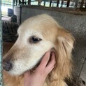 おばあちゃんゴールデン