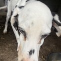 ダルメシアン