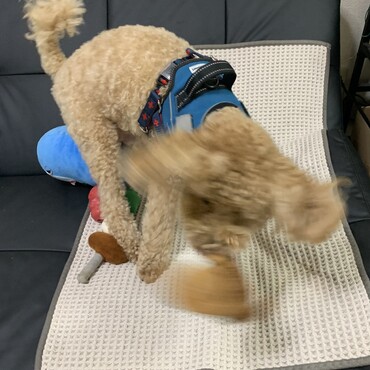 おめちゃは振り回す