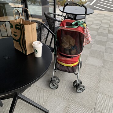スタバにデビュー