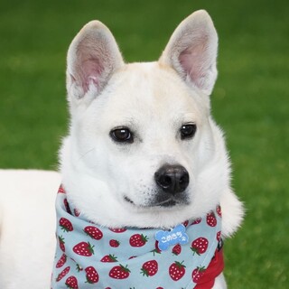 落ち着いていて賢いコメちゃん★14キロ男の子