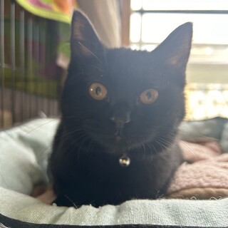 黒猫 豆ちゃん(豆大福もち4兄妹)
