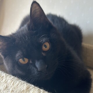 黒猫 大くん(豆大福もち4兄妹)