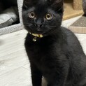 黒猫 福くん(豆大福もち4兄妹)