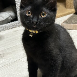 黒猫 福くん(豆大福もち4兄妹)