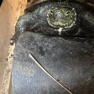 クサガメの女の子です