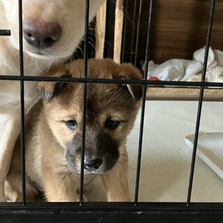 写真より実物のほうがかわいいです