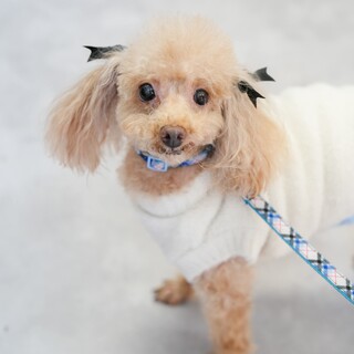 トイプードル　アラジンくん　里親様募集！