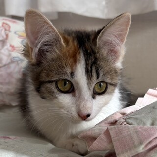 トライアル中三毛半長毛人馴れバッチリニーナ