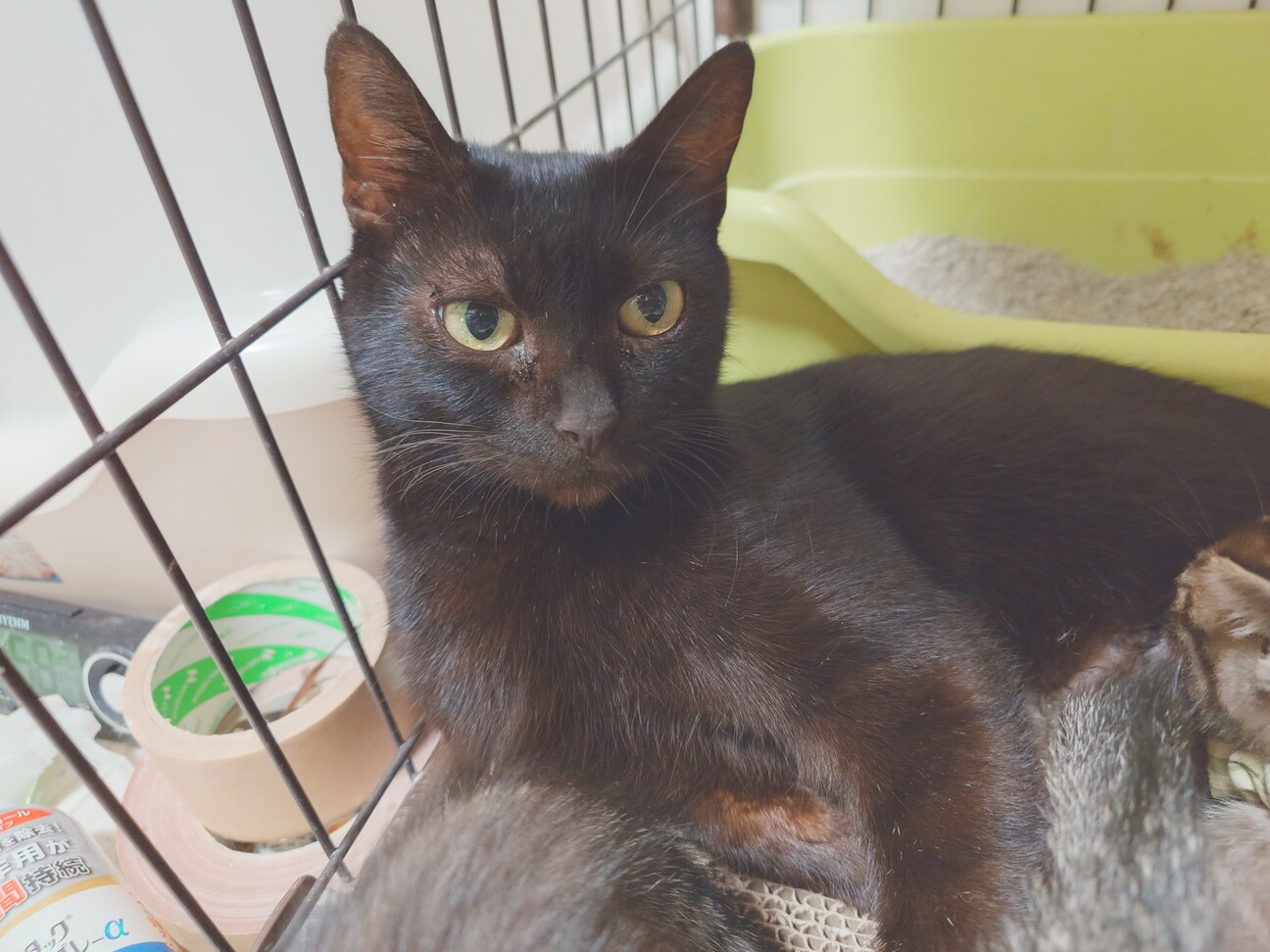 一生懸命子育てしました‼」東京都 - 猫の里親募集(505146) 1