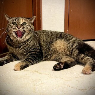 わたしはきなもん♡　少しだけわたしのページを見てね