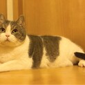 ずっしりとした甘えん坊な女の子