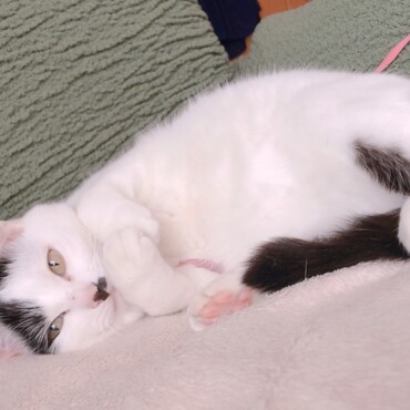 実家で暮らしてるココちゃん
