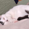 実家で暮らしてるココちゃん