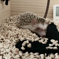 まるた
