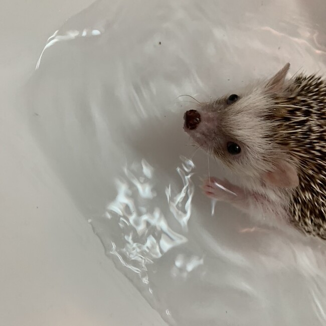おおつかさやかのカバー写真