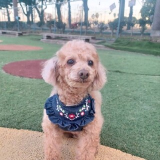 トイプードルのもこちゃん　里親様募集☆