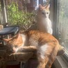 猫好きな人