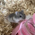 ジャンガリアンハムスター ベビー