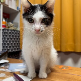 白黒　男の子　4ヶ月