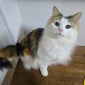 【里親様決定】ノルウェージャンフォレストキャット