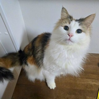 【里親様決定】ノルウェージャンフォレストキャット