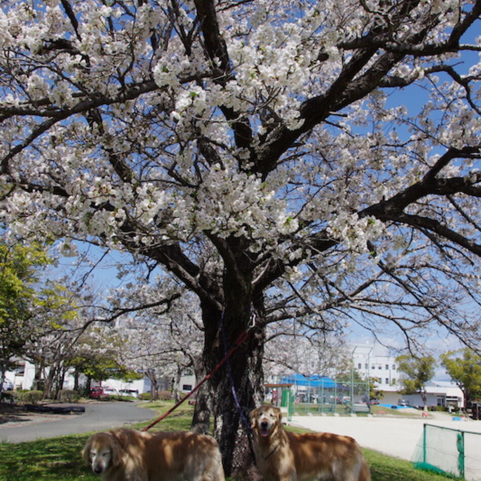 べるのカバー写真
