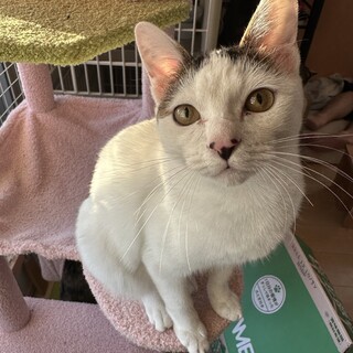 人馴れ抜群チコたん