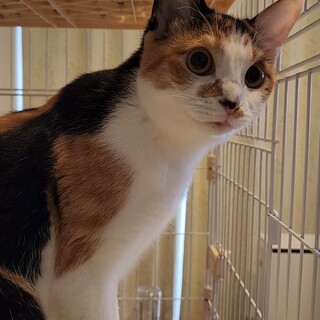 人見知りなし、遊ぶのが大好きな三毛の女の子