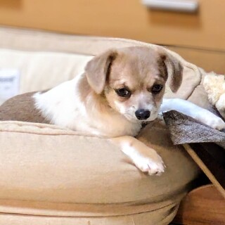 コロコロチワワミックスの子犬