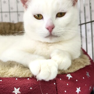 【3/9東銀座】チロちゃん★2歳