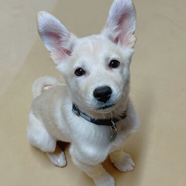 pono卒業犬　雑種　ラッシー♂