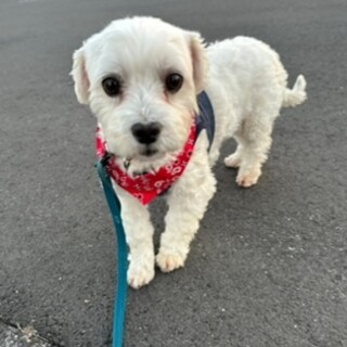 マルチーズMIX　モッチ