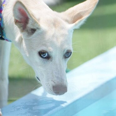 pono卒業犬　雑種　ハニー♀