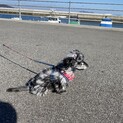 里親募集します