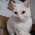 穏やか　人・犬・猫ok　シロ君