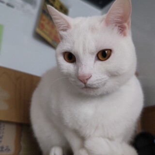 穏やか　人・犬・猫ok　シロ君