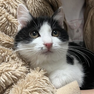 白黒ハチワレ　男の子　５か月