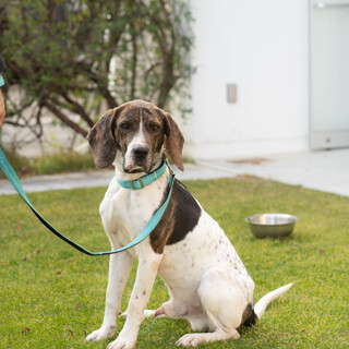 大きなビーグルっぽい雑種