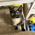 【正式譲渡】ルビー→ピノちゃん