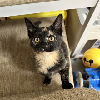 【正式譲渡】ルビー→ピノちゃん