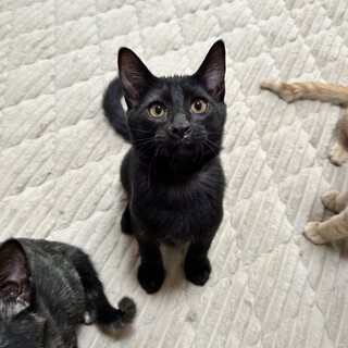 遊ぶの大好きマズル長めのヤンチャな男の子